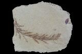 Metasequoia (Dawn Redwood) Fossil - Montana #85739-1